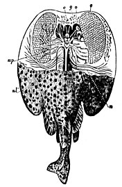 Schematická kresba parejnoka zobrazující umístění párového elektrického orgánu v přední části těla
