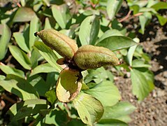 Paeonia daurica subsp. mlokosewitschii, follicles