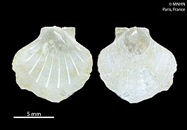 Parvamussium virgatum