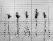 Nursery seedlings showing roots Photograph of Nursery Stock at Cass Lake Nursery - NARA - 2128140.tif