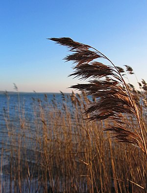 Raid (Phragmites australis)