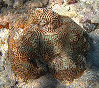 Corail cerveau Platygyra lamellina