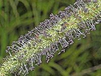 Close-up of flower head showing purple stamen (3 per floret) and feathery stigma (2 per floret)