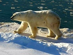 Білий ведмідь на півночі Манітоби