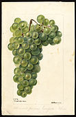 Chasselas Dore variety of grapes (Vitis).