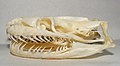 Crânio de serpente com dentição áglifa (Python molurus).