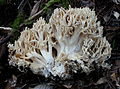 Ramaria rubrievanescens