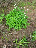 Miniatuur voor Bestand:Ranunc aconitifolius Flore Pleno.jpg