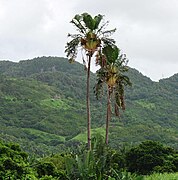 毛里裘斯大型旅人蕉