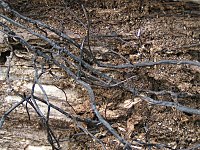 Armillaria cords Rhizomorph Armillaria.jpg