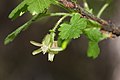 Ribes watsonianum 4969. 
 JPG