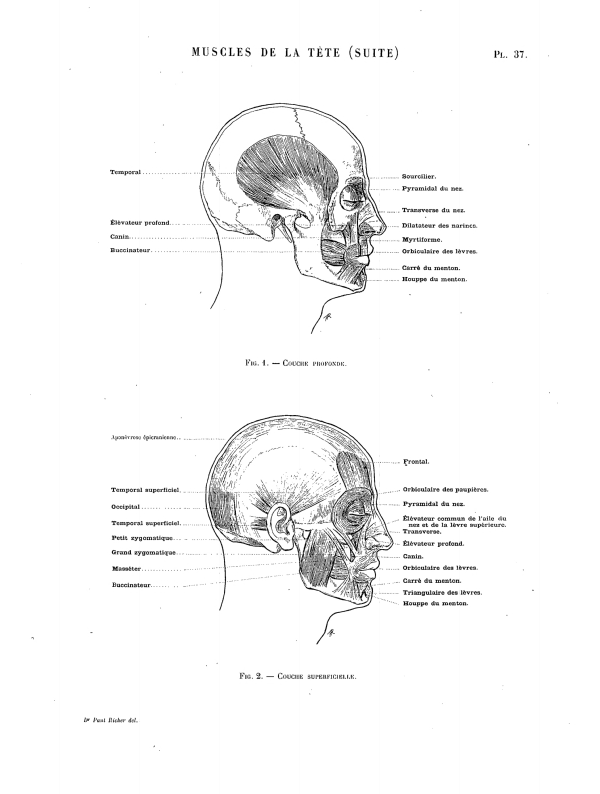 MUSCLES DE LA TÊTE (SUITE) Pl. 37