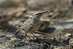 C. s. herero in Etosha National Park, Namibia (large-billed)