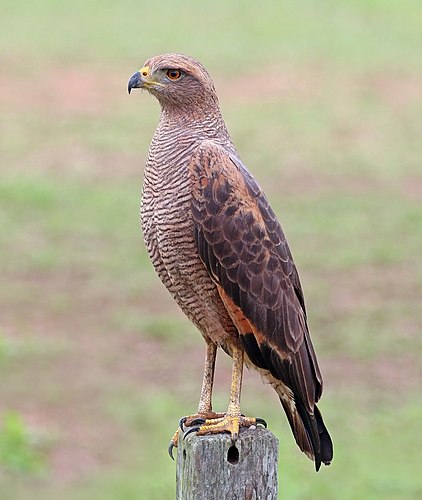 Саванный канюк (Buteogallus meridionalis) в Пантанале (Бразилия)