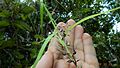 Inflorescence de Scleria secans