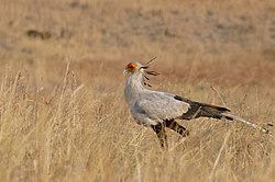 Secretarybird (Sagittarius serpentarius) (32419559205).jpg