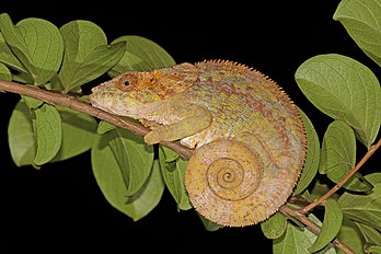 Fêmea de camaleão-de-chifre-curto (Calumma brevicorne), Andasibe, Madagascar (definição 5 424 × 3 616)