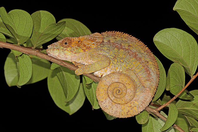 马达加斯加安達西貝的雌性短角變色龍（Calumma brevicorne）。