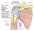 Diagrama da articulação do ombro humano, visão anterior.