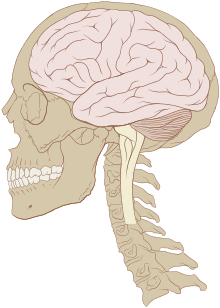 Human Central Nervous System Skull and brain normal human.svg