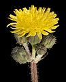 Sonchus hydrophilus