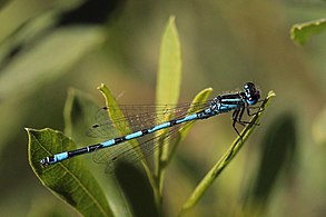 male, Crockford Stream, Hampshire two spurs on S9