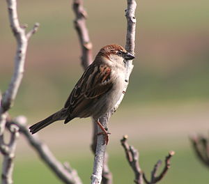 A sparrow in Malta. In Malta the resident spar...