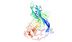 Structure of FSH-FSHRED.png