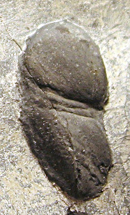 Tariccoia arrusensis