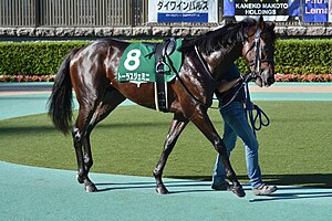 競走馬トーラスジェミニ