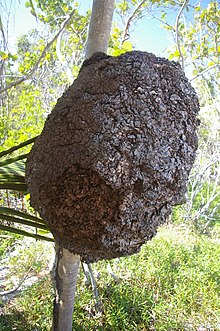 Les Termites dans BLATTES - TERMITES 220px-Termite-nest-Tulum-Mexico