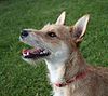 Terrier mixed-breed dog.jpg