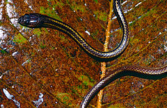 Description de l'image Three-Banded Bridled Snake (Dryocalamus tristrigatus) (14165020743).jpg.