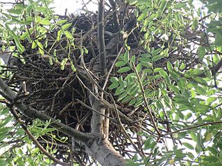 Гнезда птица су свуда у крошњама дрвећа