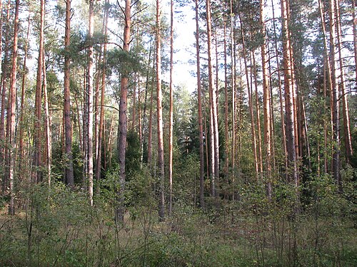 Subarboret într-o pădure de pin.