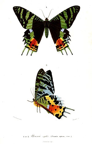 도르비니의 《Dictionnaire universel d'histoire naturelle》(1849)에 실린 판화. 이명인 "Urania riphaeus"로 되어 있음.