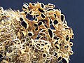 Usnea antarctica