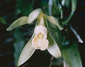 te ’ūa’a (Vanilla planifolia)