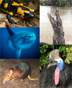 Organismos individuais de cada grande grupo de vertebrados. No sentido horário, começando do canto superior esquerdo: Salamandra-de-fogo, Crocodilo-de-água-salgada, Casuar do Sul, Rhynchocyon petersi, Peixe-lua