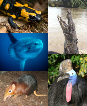 Organismos individuais de cada grande grupo de vertebrados. No sentido horário, começando do canto superior esquerdo:

Salamandra-de-fogo, Crocodilo-de-água-salgada, Casuar do Sul, Rhynchocyon petersi, Peixe-lua