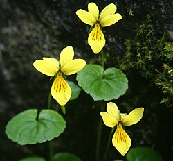 キバナノコマノツメ（木曽駒ヶ岳にて2011年7月3日に撮影）