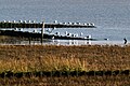 Salt marshes