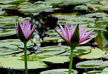 Water lily found in India.jpg