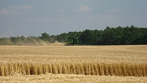 English: A combine harvesting wheat. Photo tak...