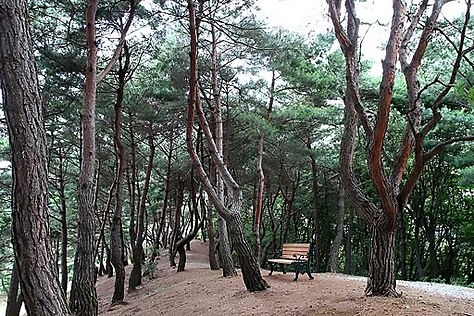 A hiking trail in Wolmyeongdong aligned with many pine trees
