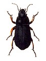 Zabrus tenebrioides (Pterostichinae)