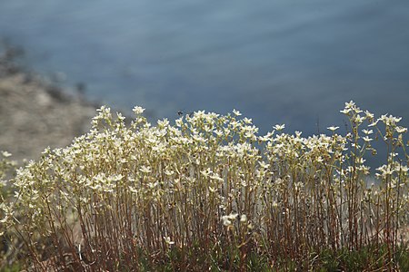 162. Берег Байкала — Aysa t