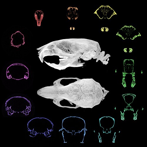 MicroCT scan of a mouse skull by Tiffany Chern. The head from an adult mouse was scanned through microCT at a resolution of 11 μm. Top and side view images of the reconstructed dataset are at the center. Anterior to posterior serial pseudo-colored coronal images are oriented clockwise beginning from the top-left corner.