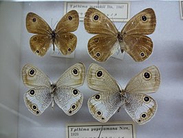 Ypthima masakii