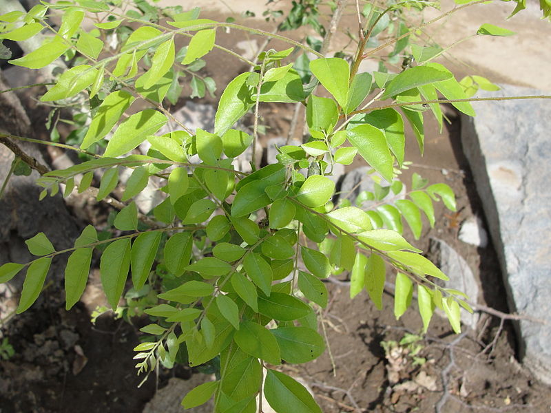 படிமம்:A Curry leaf plant.JPG